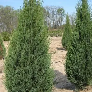 Skyrocket Juniper Tree