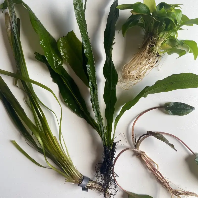 Betta Aquarium Plant Bundle, Italian Val, Java Fern, Crypt, and Anubias, Easy Beginner Live Fish Tank Decor