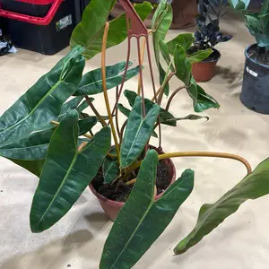 Philodendron billietiae Indoor Plant with Vibrant Green Leaves and Durable Stem for Home Decor