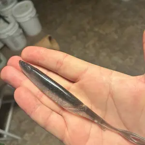 5.75in flex minnow. Silver shad. 6 in a bag 5.75in flex minnow. Silver shad. 6 in a bag