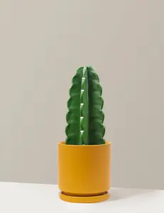 Cuddly Cactus