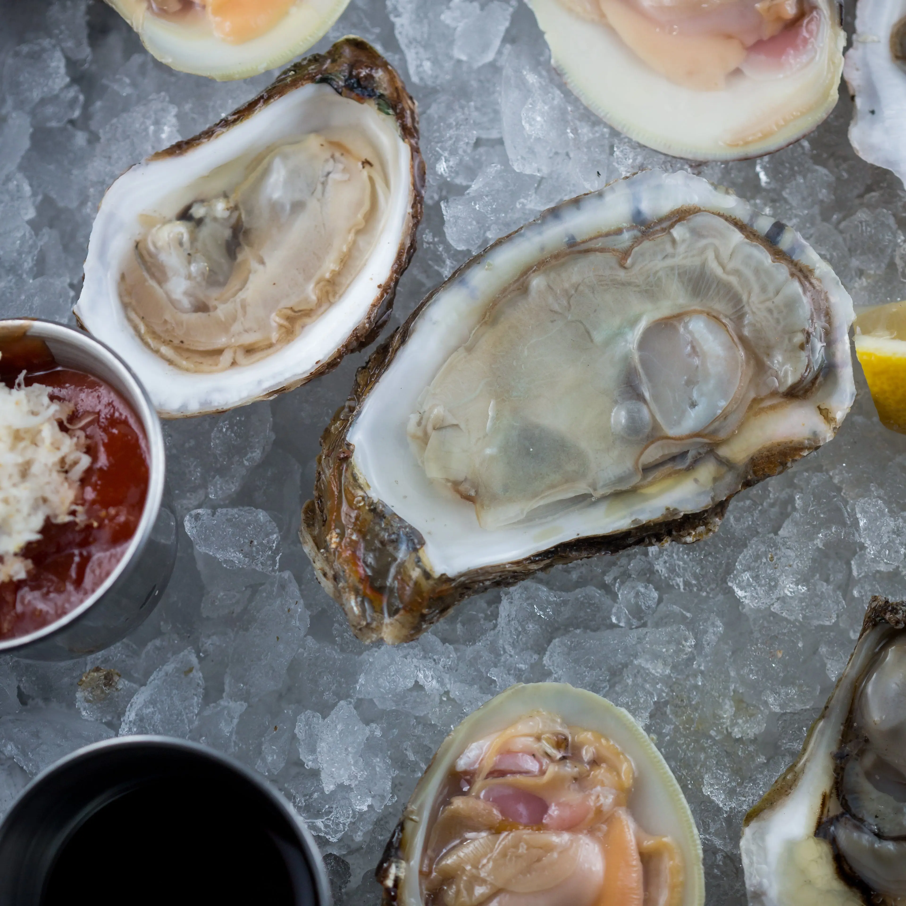 Fresh Willapa Bay Oysters - Sustainably Farmed | 50 Live Oysters Delivered Fast