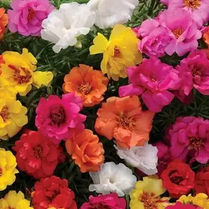 10000 Seeds 7 Colors Mixed Double Portulaca Grandiflora Seeds Sun Rose Seeds Double Mix Color Easy Flower Seeds