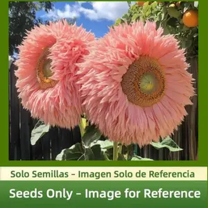 Teddy Bear Sunflower Seeds 100 Pcs – Decorative Annual Variety for Borders & Garden Pots