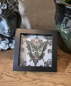 Butterfly Specimen Shadow Box