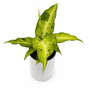 Dieffenbachia Maui Wowie 6" Pot Variegated Houseplant with Large Heart-Shaped Leaves for Home Decor & Interior Design United States