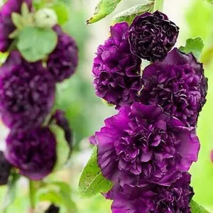 Green River 25 Double Dark Purpl Hollyhock Seeds - Flower Seed Pack, Tall Cottage Garden Perennial, Rare Pollinator Plants for Outdoor Planting, Premium Seeds for Garden Borders