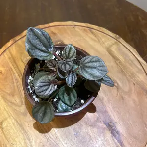 Peperomia Piccolo Banda 6in house plant