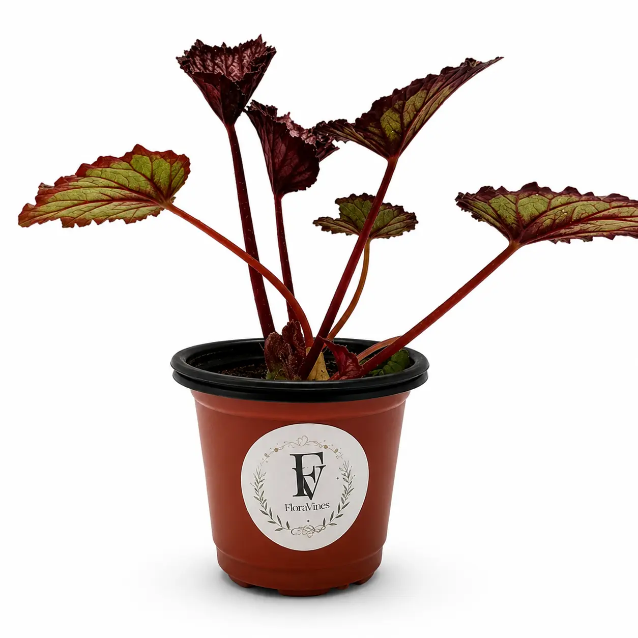 Begonia 'Summer Storm' – Live Rex Begonia Houseplant (4" Nursery Pot)