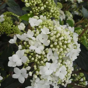Nantucket Viburnum