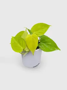 Philodendron Heartleaf Hederaceum Lemon Lime