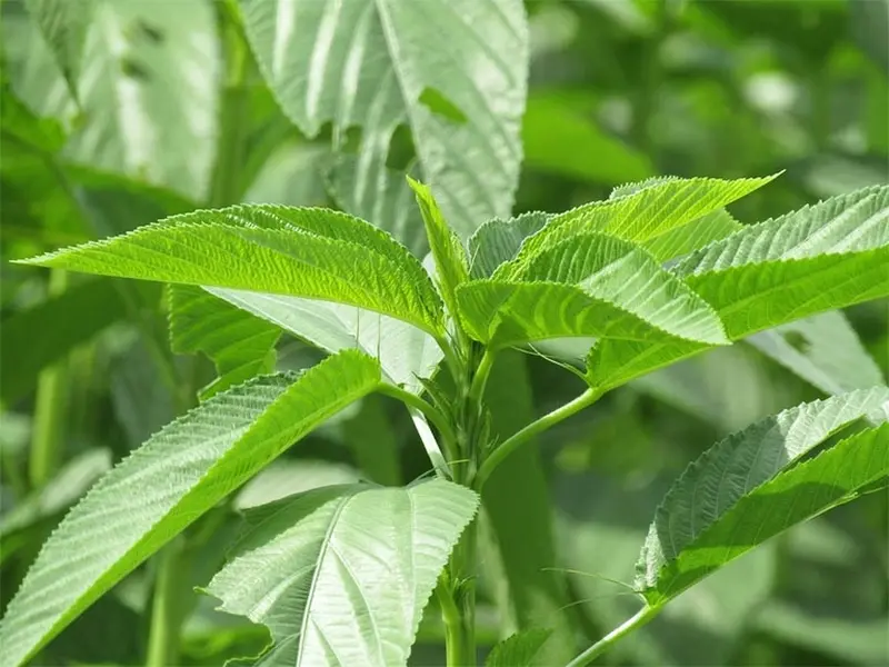 Saluyot Egyptian Spinach (Corchorus Olitorius Molokhia) Vegetable Seeds - 3000 Bulk Home Planting Seeds, Fast Germination, Preserve Harvest, Maximize Yield for Indoor & Outdoor Gardening