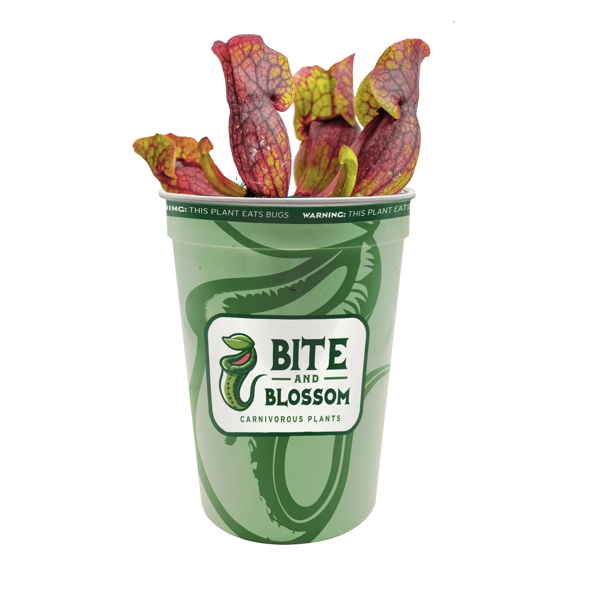 Purple Pitcher Plant - Sarracenia Purpurea - Carnivorous Plant - Bite and Blossom