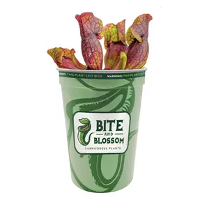 Purple Pitcher Plant - Sarracenia Purpurea - Carnivorous Plant - Bite and Blossom