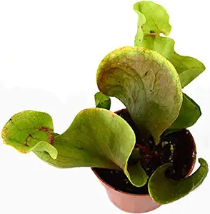 Sarracenia Carnivorous Pitcher Plant - 3" Pot