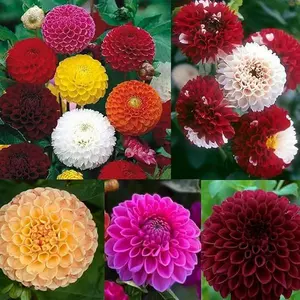 500+Perennial Dahlia Pompon Flower Seeds for Planting Outdoor-Dahlia Seeds Attracts Bees&Butterflies .