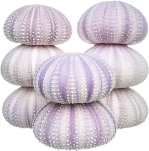 Sea Urchin | 8 Purple Sea Urchin Shell | 8 Purple Sea Urchin Shells for Craft and Decor