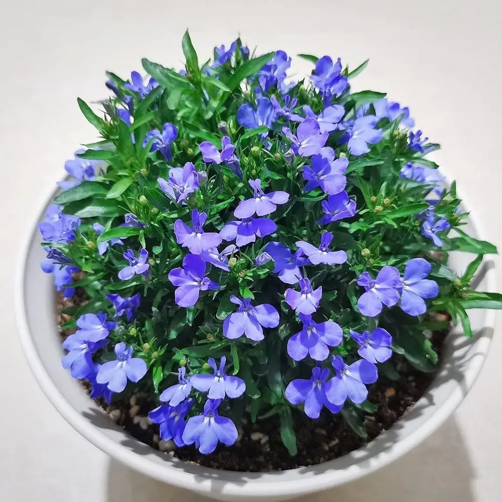 1000 blue thyme seeds that require minimal maintenance and can tolerate drought