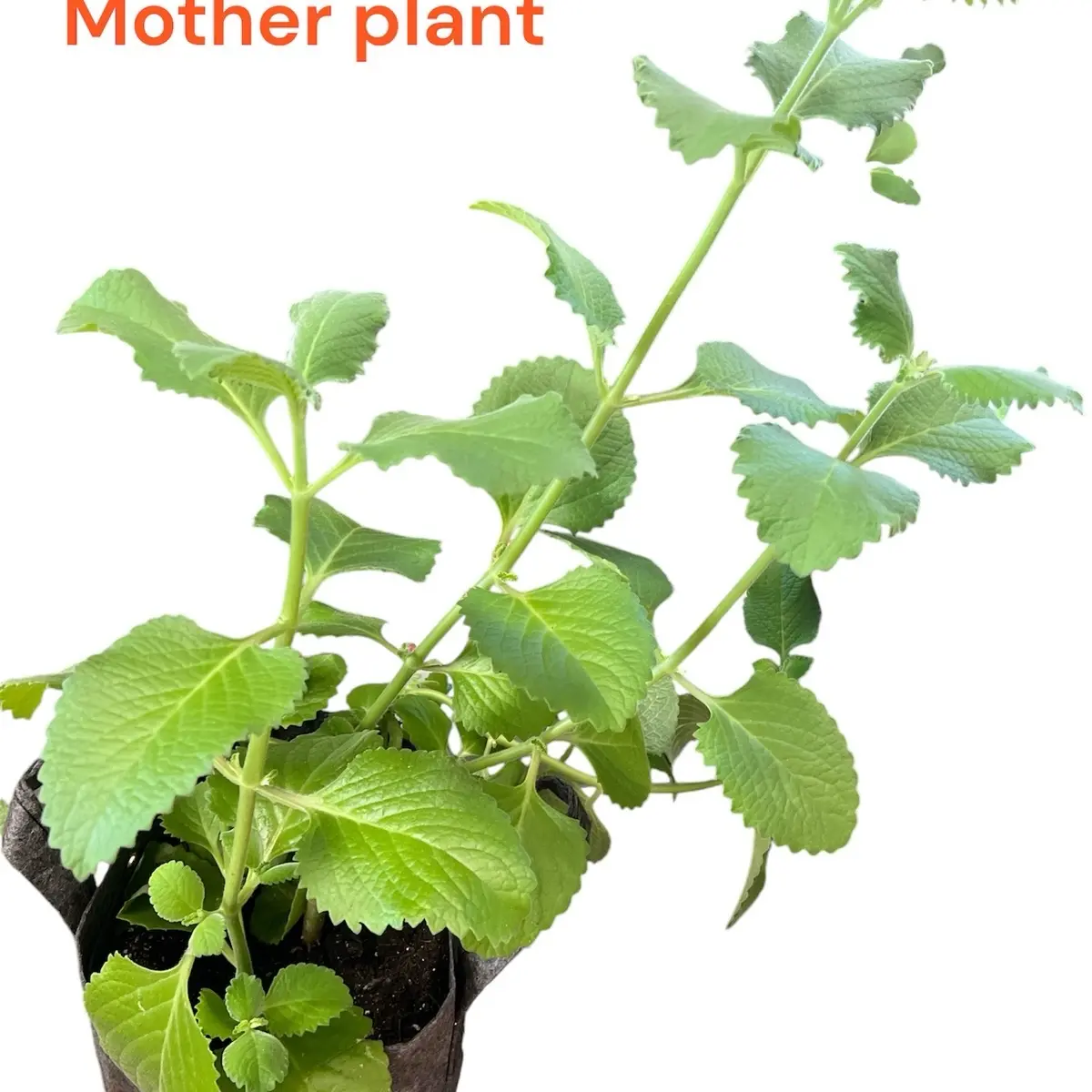 Oregano Clones – Fresh, Aromatic, Ready to Grow!