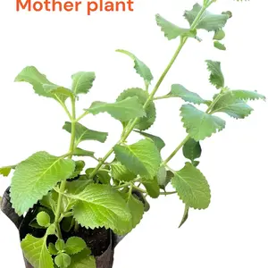 Oregano Clones – Fresh, Aromatic, Ready to Grow!