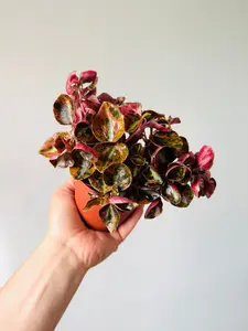 Peperomia Metallica ‘Creme Brulee’ - 4" Pot
