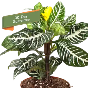 Zebra Aphelandra Plant Live Indoor Plant Easy Care House Plant Low Maintenance Striped Plant