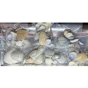 Natural Sea Shells - Handpicked from the Beaches of NC, SC and FL.