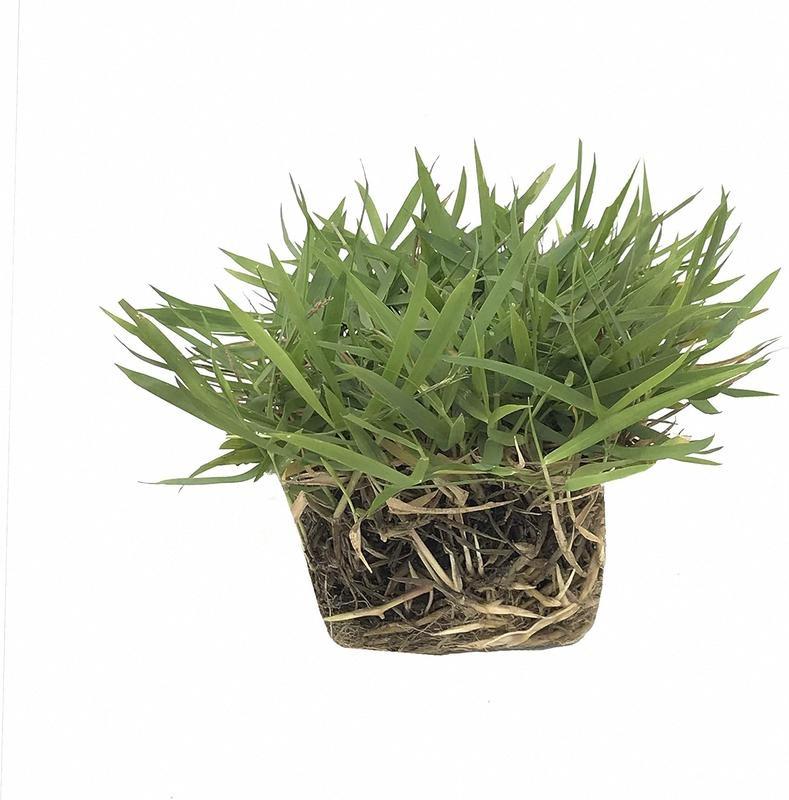 3000+ Pcs Grass Seeds for Thick and Green Lawn Coverage