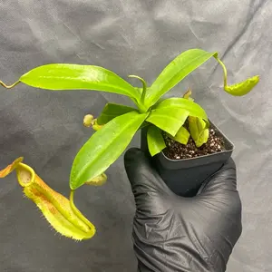 Nepenthes sanguinea pitcher plant