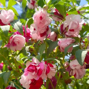 50pcs Balsam Seeds – Fast-Growing, Low-Maintenance Flowers for Vibrant Gardens & Natural Nail Coloring, Great for Beginners & Family Planting