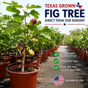 Fig Tree (Ficus carica) – Cold Hardy Zones 6–10 – Harvested Next Year & Easy to Grow – Compact Live Fruit Plant for Patio & Garden