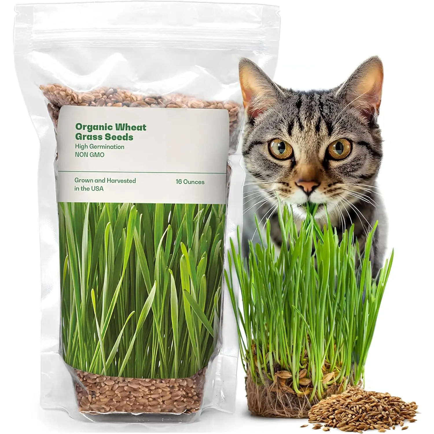 Wheat Grass Seeds,  Grass Seeds - 16Ounces -   Non-GMO - Hard Red Wheat, Harvested in The . Easy to Grow Green