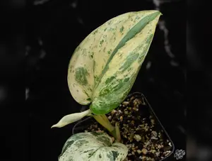 Scindapsus 'Jade Satin' marble variegated *Grower's choice*