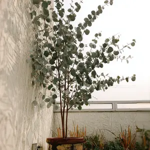 Rainbow Eucalyptus Tree Seeds –All-Season Seeds, Stunning Multicolored Bark, Eucalyptus deglupta, Perfect for Bonsai or Outdoor Garden Planting(2000 pcs)