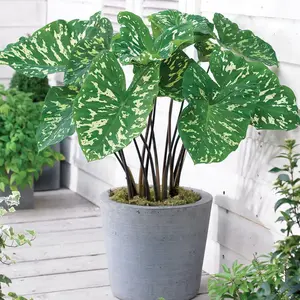 Colocasia Hilo Beauty / Caladium Praetermissum LIVE PLANT (not bulbs) 1ft TALL - Elephant ear Alocasia - shipped from Florida