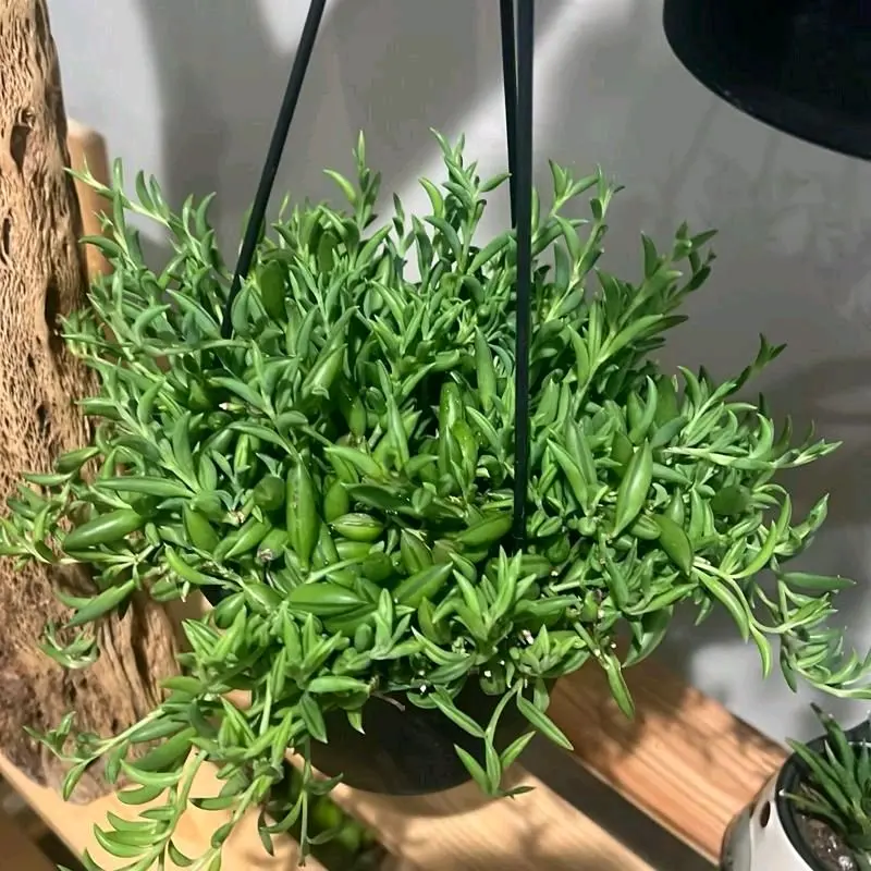 String of Bananas Succulent Hanging Basket 8"