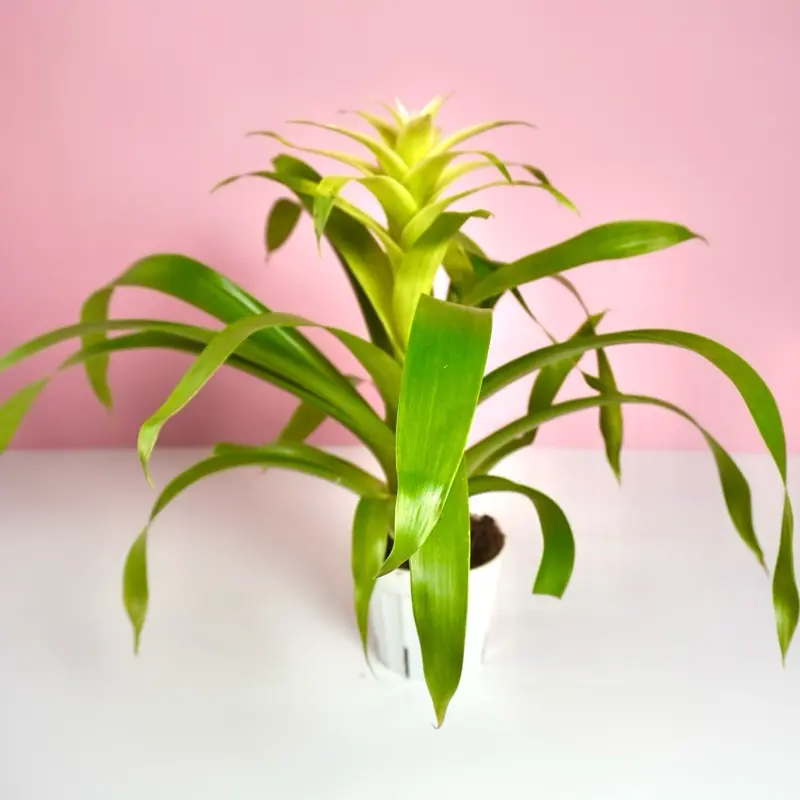Bromeliad “Bora Bora White” - 4”