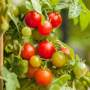 Rainbow Cherry Tomato Seeds - 300 Seeds - Stunning Colors and Delicious Tomatoes for Home Growing, Non GMO - Neonicotinoid-Free.