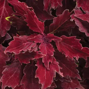 ColorBlaze® Royale Cherry Brandy® Coleus