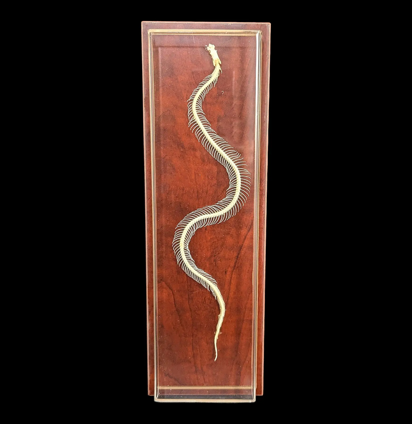 Articulated Venomous Snake Skeleton