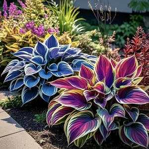 Hosta Seeds - Perennial Shade Plant for Garden and Yard