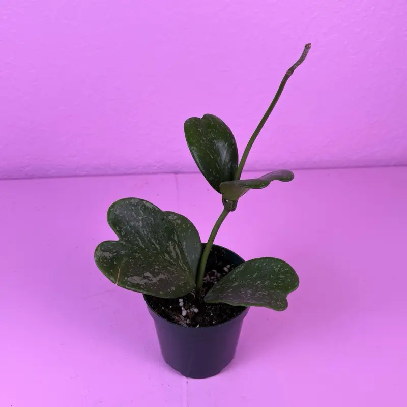 RARE Hoya Kerrii Splash 4” | Silver Splash Sweetheart Hoya | Collector Wax Plant