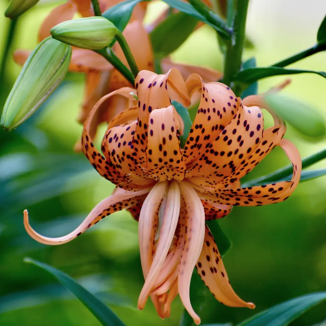 Live Tiger Lily Bulbs, Lilium Lancifolium Perennial Flower Bulbs, Vibrant Orange Recurved Blooms with Dark Spots, Hardy Easy‑to‑Grow Garden Lily for Yard Border Patio Container Planting