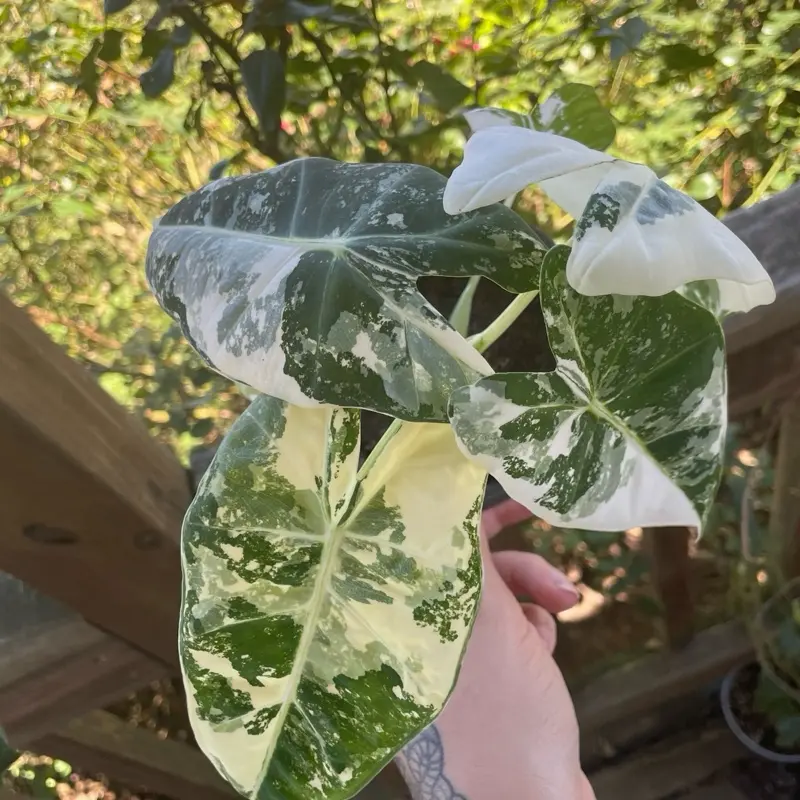 Alocasia frydek albo