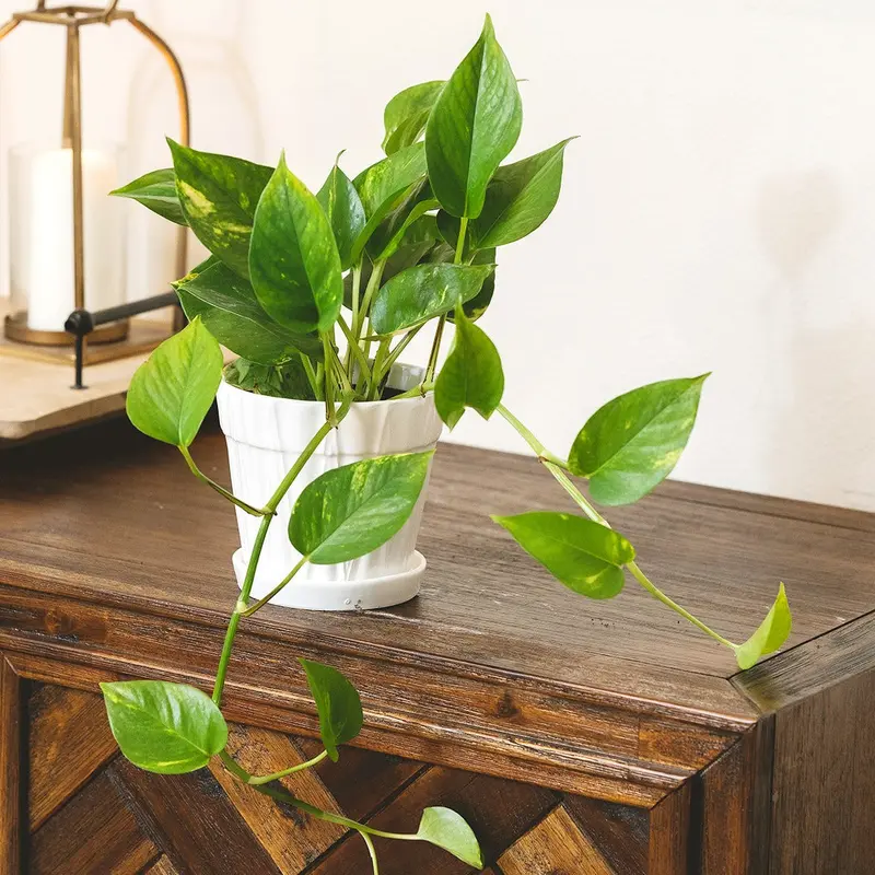 zz plant in pot Artificial ZZ Tropical Plant in Pot
