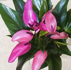 RZ-13 Purple Anthurium—a tropical indoor ornamental plant (supplied in a 4-inch nursery pot) featuring deep purple, heart-shaped blooms and glossy green foliage; ideal for home or office décor.
