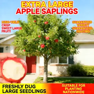 Dwarf apple potted seedlings | Regular fruiting habits | Rich sweet fragrance | Wide climate adaptation | Amateur family planting | North and South landscape fruit trees