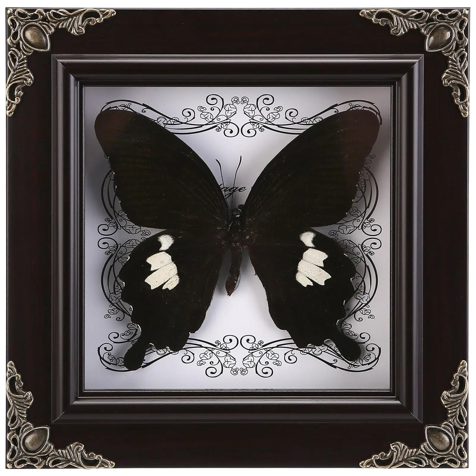 Real Butterfly Framed Handmade  Taxidermy Shadow Box Collection For Oddities And Curiosities Gifts (c_great White Spotted Butterfly)