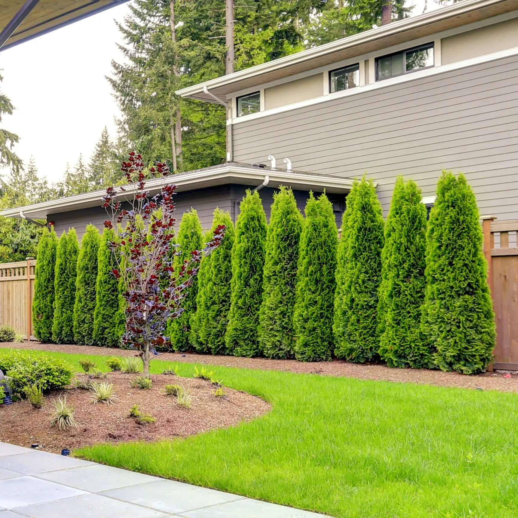Emerald Green Arborvitae