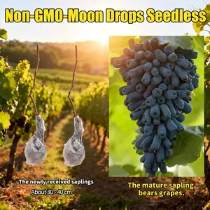 Sapphire Rose Gine Grape Saplings - Sweet, Juicy, Long Grapes, Plant Seeds Ideal for Home Gardens, Patios
